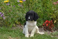 CHIOT noir pan blanc