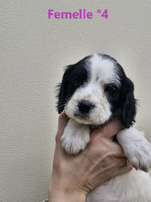 CHIOT 7