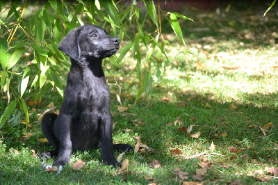 CHIOT 9