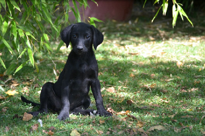CHIOT 8