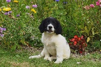 CHIOT noir pan blanc