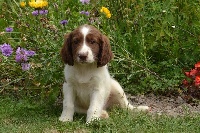 CHIOT marron pan blanc