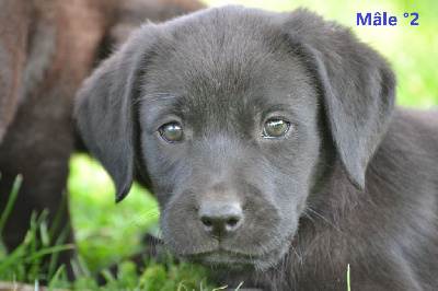 CHIOT 3