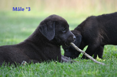 CHIOT 2