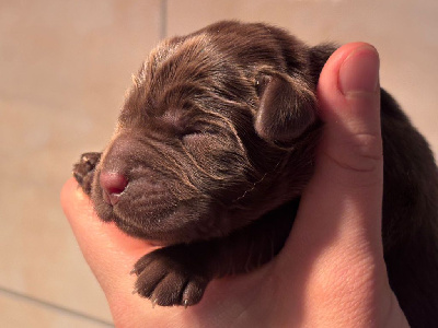 CHIOT 3