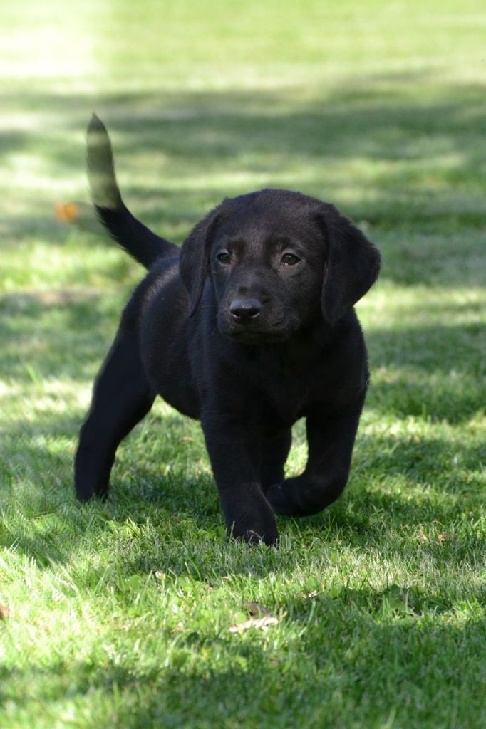 Sologne Hunters's - Chiots disponibles - Labrador Retriever