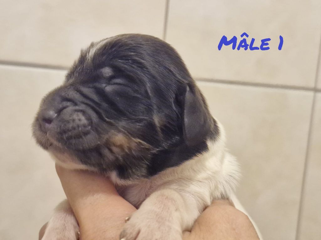 Sologne Hunters's - Chiots disponibles - English Springer Spaniel
