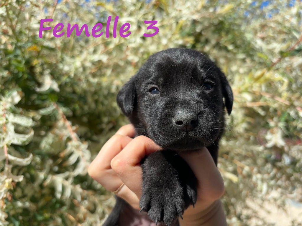 Sologne Hunters's - Chiots disponibles - Labrador Retriever