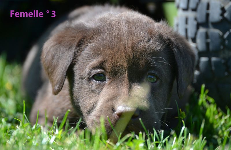 Sologne Hunters's - Chiots disponibles - Labrador Retriever