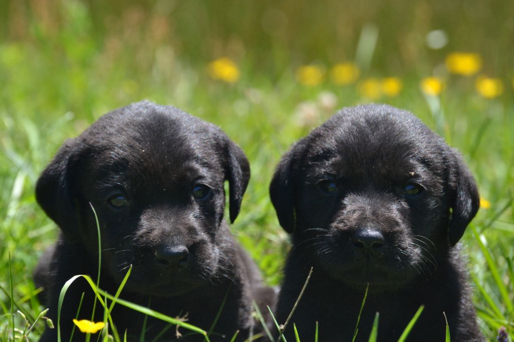 Sologne Hunters's - Chiots disponibles - Labrador Retriever