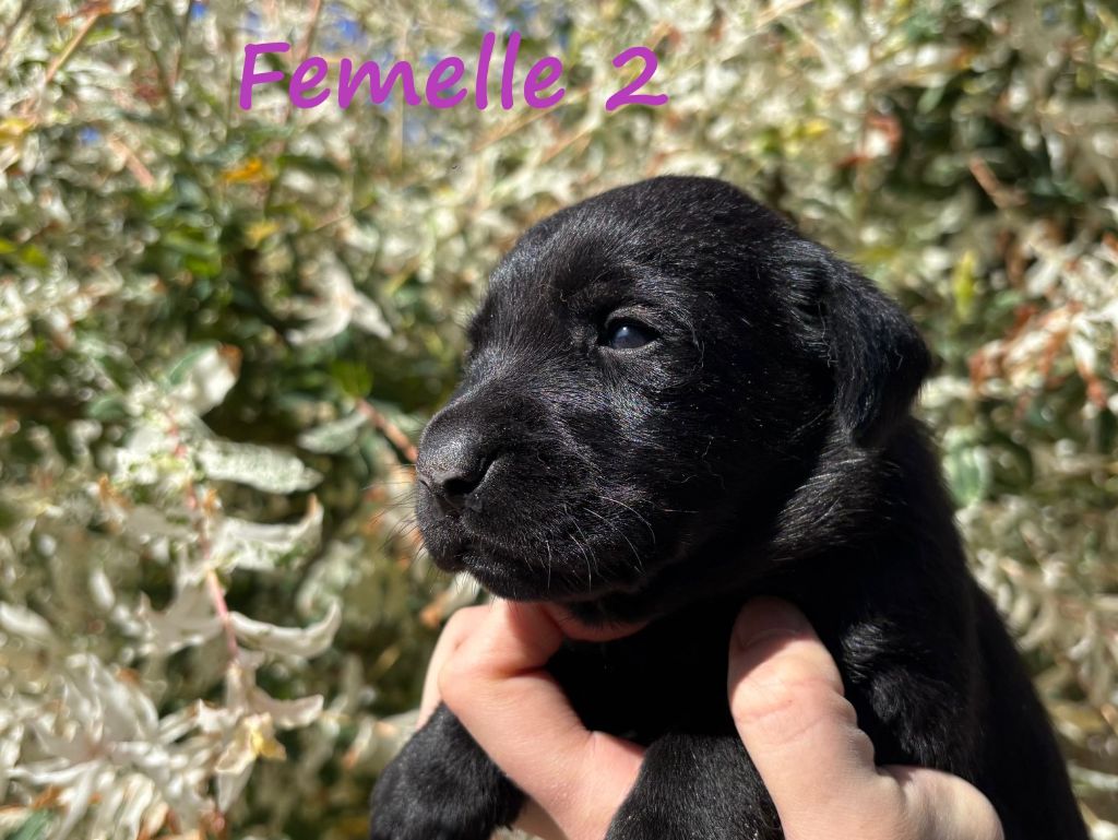 Sologne Hunters's - Chiots disponibles - Labrador Retriever
