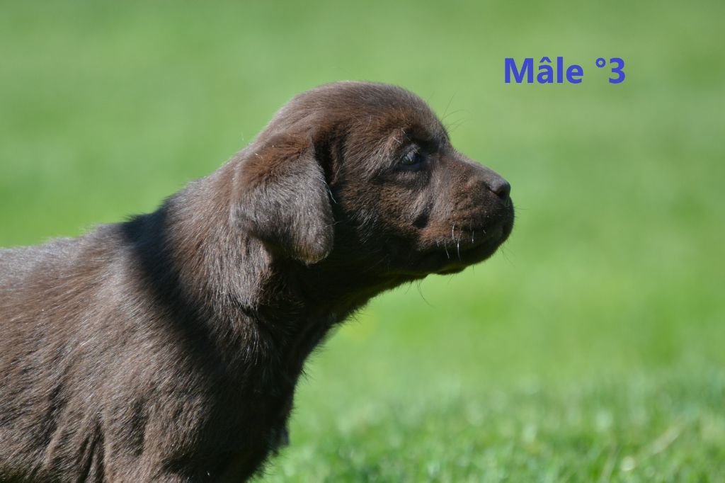 Sologne Hunters's - Chiots disponibles - Labrador Retriever