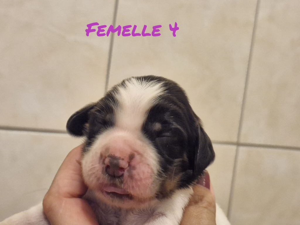 Sologne Hunters's - Chiots disponibles - English Springer Spaniel