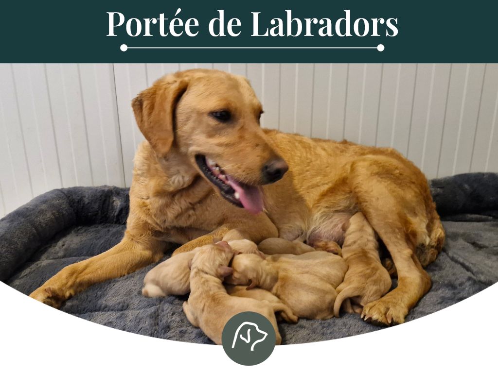 Chiot Labrador Retriever Sologne Hunters's