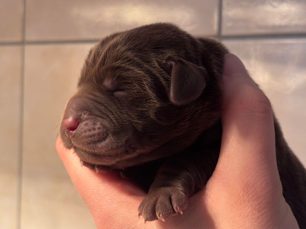 Sologne Hunters's - Chiots disponibles - Labrador Retriever