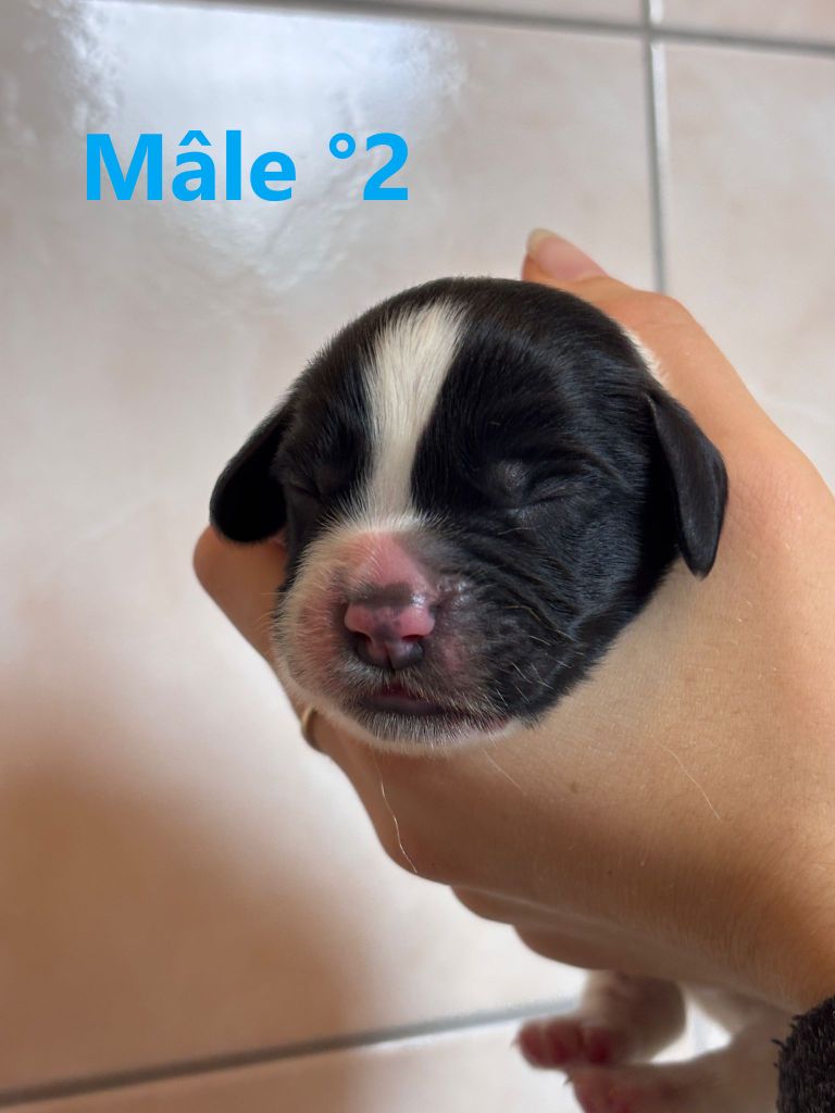 Sologne Hunters's - Chiots disponibles - English Springer Spaniel