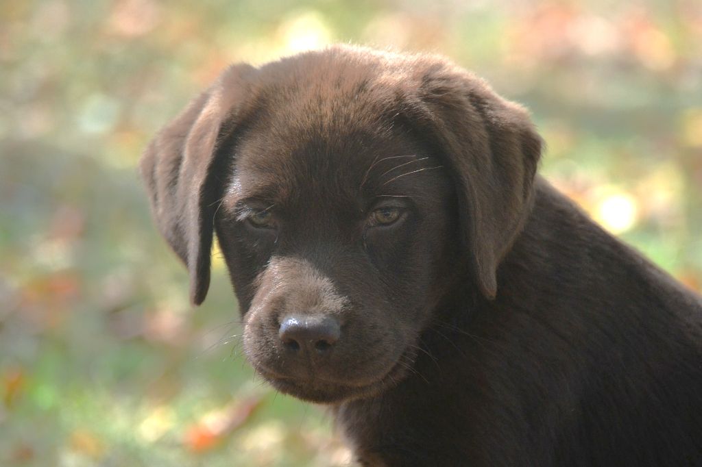 CHIOT 5