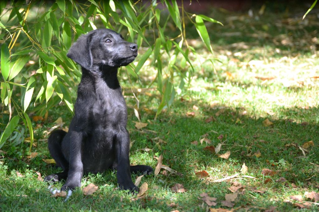 Sologne Hunters's - Chiots disponibles - Labrador Retriever