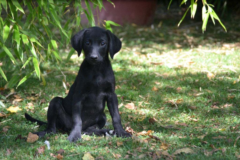 Sologne Hunters's - Chiots disponibles - Labrador Retriever