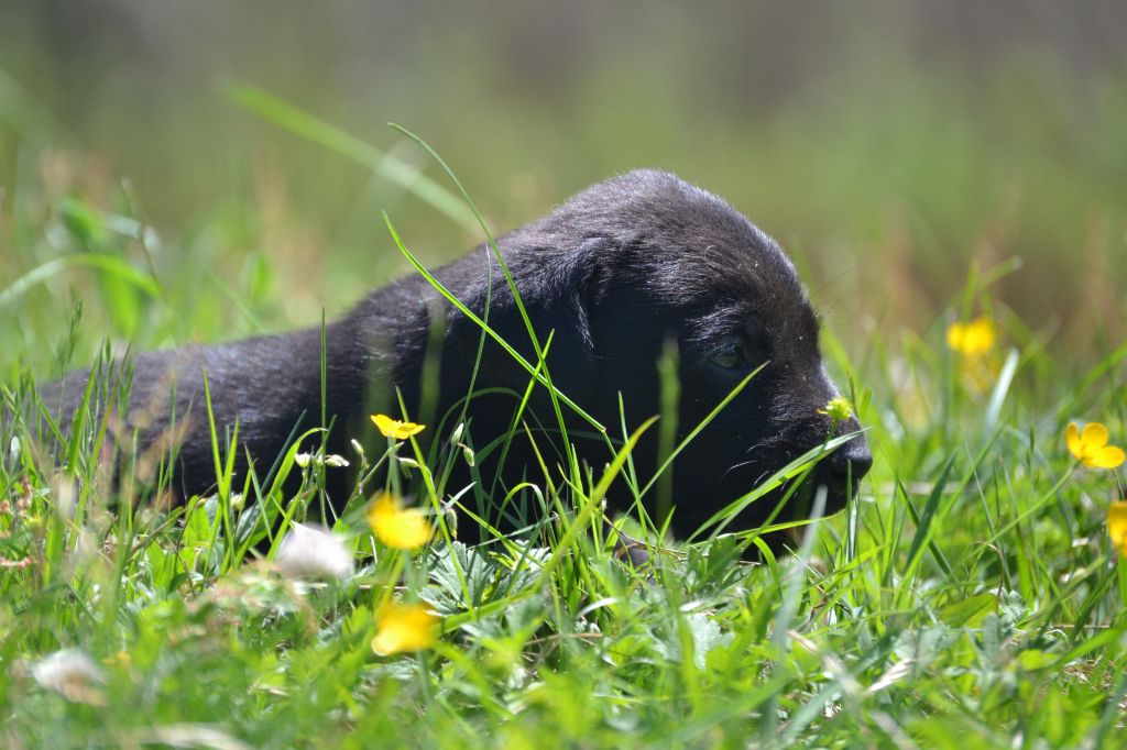 Sologne Hunters's - Chiots disponibles - Labrador Retriever