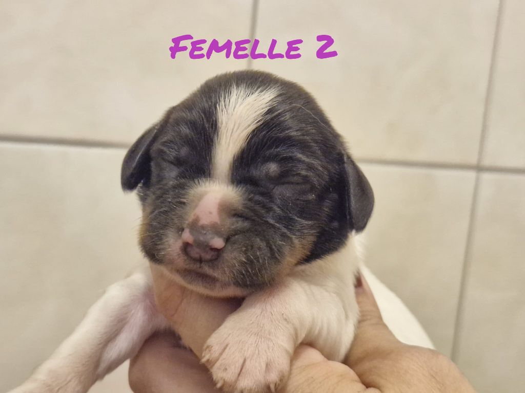 Sologne Hunters's - Chiots disponibles - English Springer Spaniel
