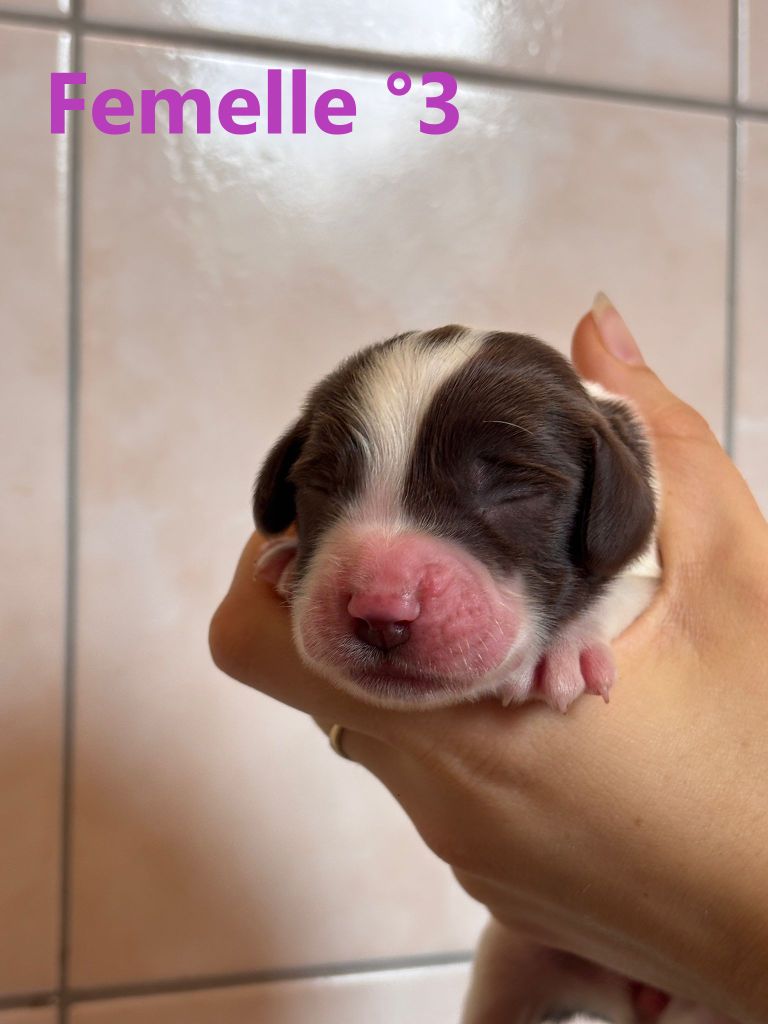 Sologne Hunters's - Chiots disponibles - English Springer Spaniel