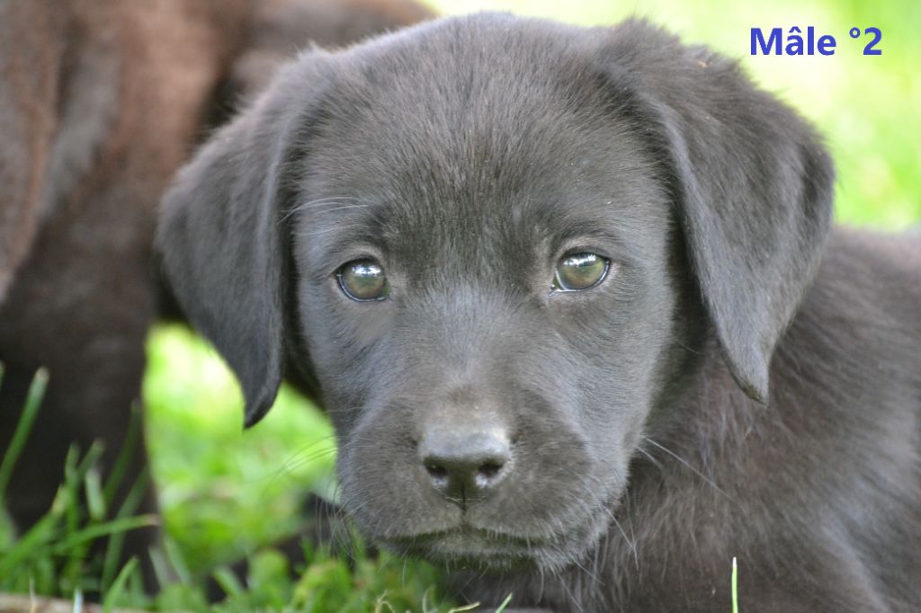 Sologne Hunters's - Chiots disponibles - Labrador Retriever