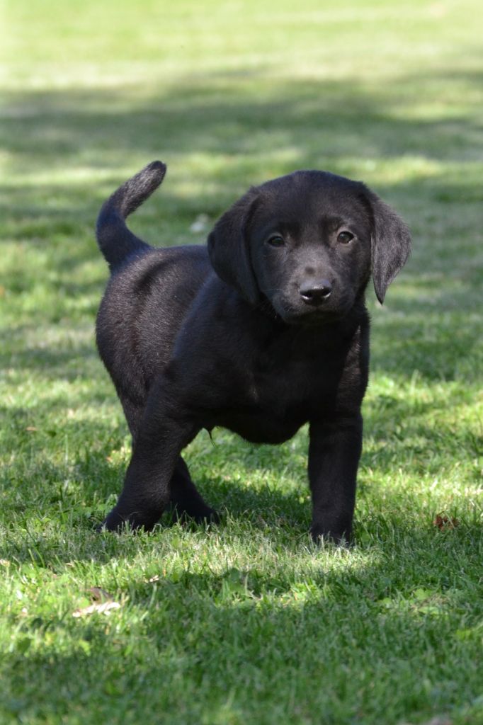 Sologne Hunters's - Chiots disponibles - Labrador Retriever