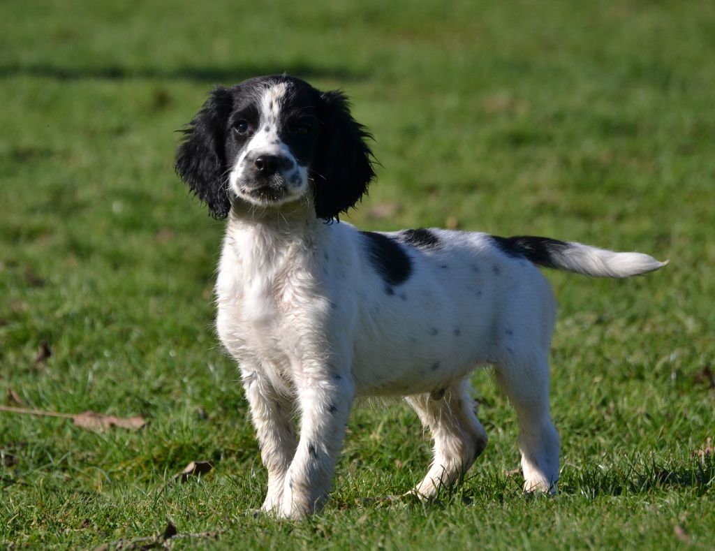 Sologne Hunters's - Chiots disponibles - English Springer Spaniel