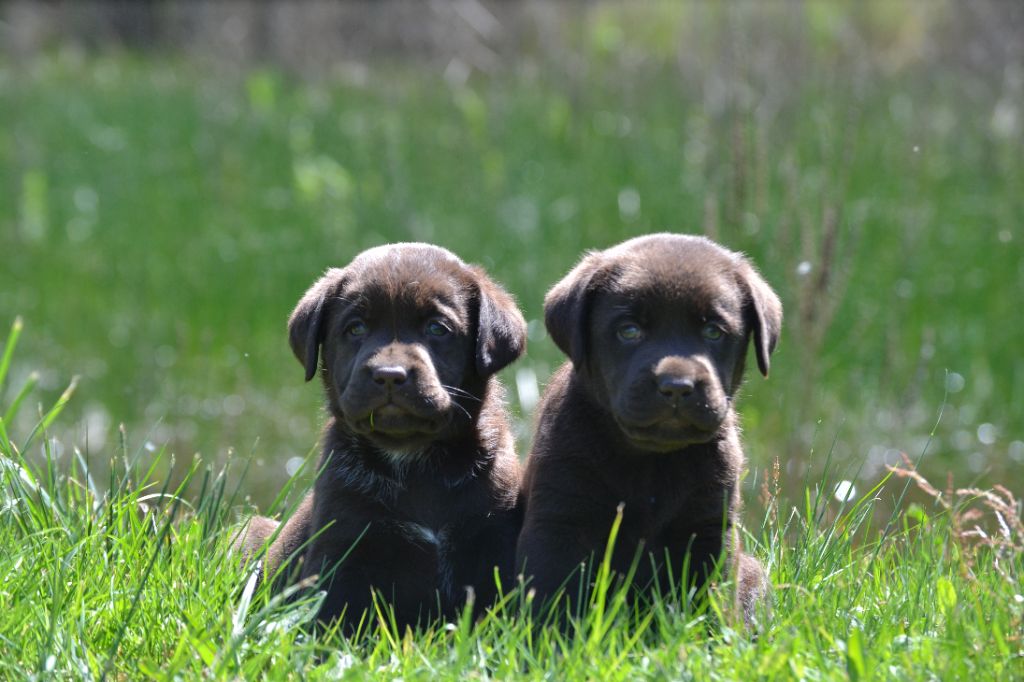 Chiot Labrador Retriever Sologne Hunters's