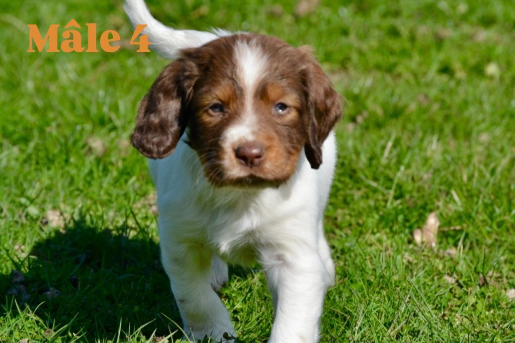 Sologne Hunters's - Chiots disponibles - English Springer Spaniel