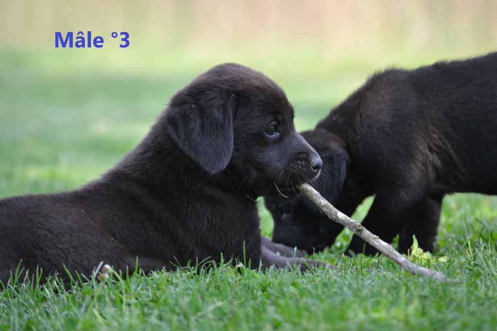 Sologne Hunters's - Chiots disponibles - Labrador Retriever