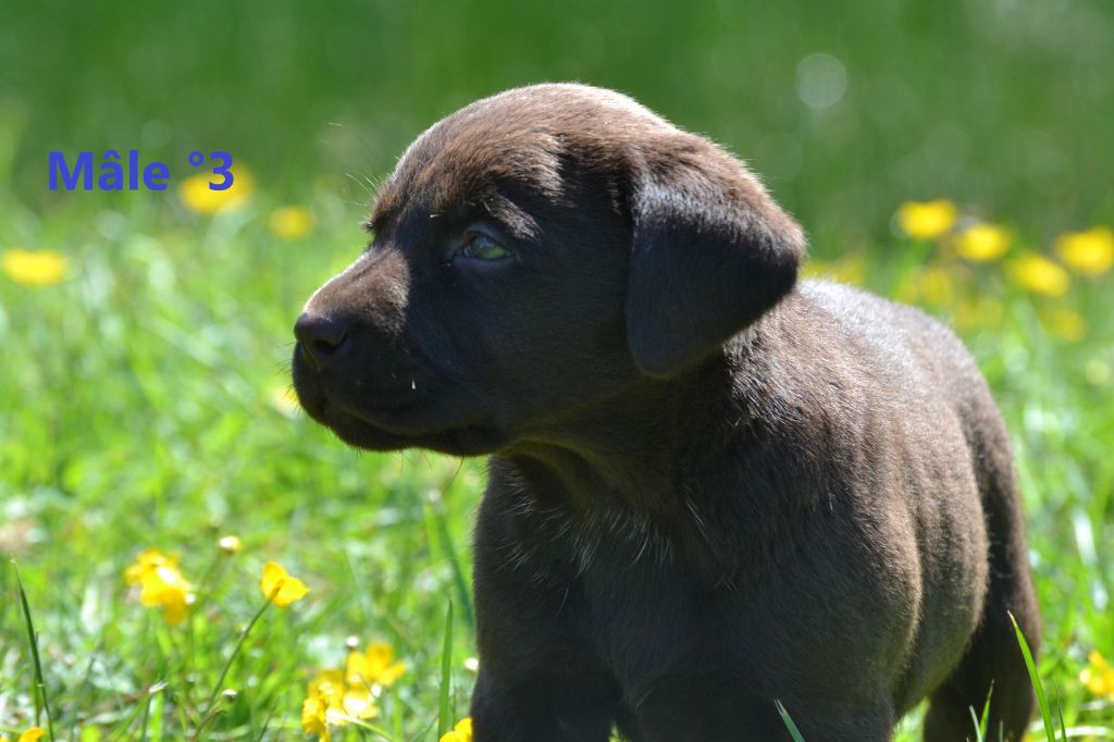 Sologne Hunters's - Chiots disponibles - Labrador Retriever